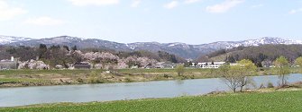 サクラが満開の飯山城跡