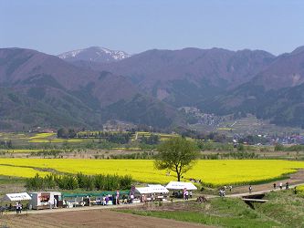 道の駅「花の駅千曲川」前の菜の花畑