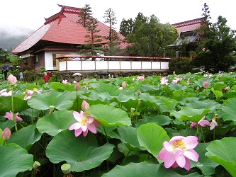 木島平村 稲泉寺のハス