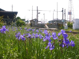 長野電鉄柳原駅に咲く「あやめ」