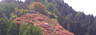 豊野・つつじ山公園