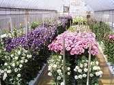 平成18年度 長野県野菜花き試験場一般公開