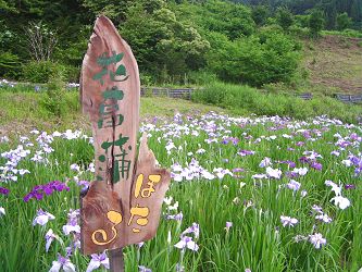 白髯神社前の花菖蒲 (長野市鬼無里日影)