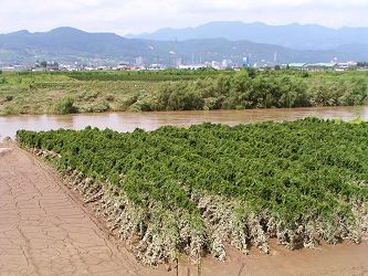 台風九号の被害を受けた長いも畑 (長野市松代町清野)